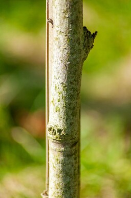 Liquidambar styraciflua 'Slender Silhouette' baliveau 4-6