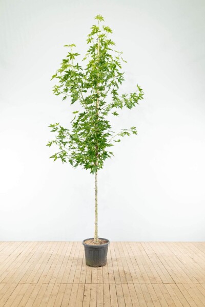 Liquidambar styraciflua 'Worplesdon' haute-tige 14/16