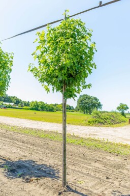 Liquidambar styraciflua 'Worplesdon' haute-tige 14/16