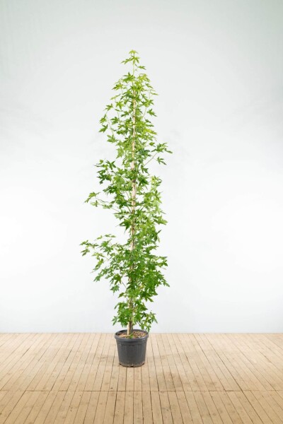 Liquidambar styraciflua 'Worplesdon' baliveau 6-8