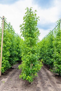 Liquidambar styraciflua 'Worplesdon' baliveau