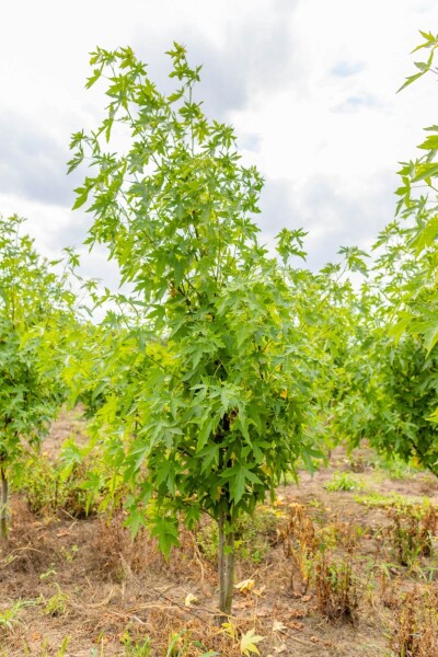 Liquidambar styraciflua 'Worplesdon' cépée