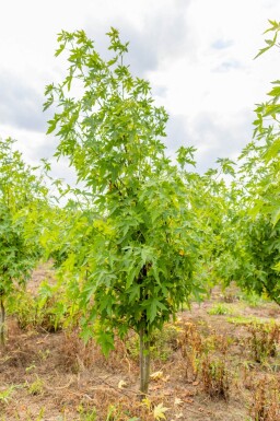 Liquidambar styraciflua 'Worplesdon' cépée