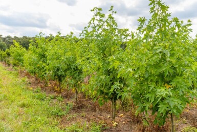Liquidambar styraciflua 'Worplesdon' cépée