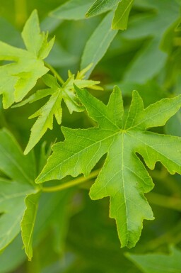 Liquidambar styraciflua 'Worplesdon' cépée