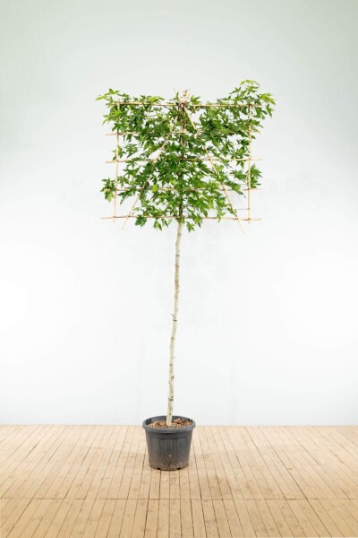 Liquidambar styraciflua 'Worplesdon' espalier 12/14 190cm tronc 150b x 120h