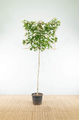 Liquidambar styraciflua 'Worplesdon' espalier