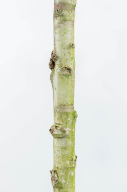 Liquidambar styraciflua 'Worplesdon' espalier 12/14 190cm tronc 150b x 120h