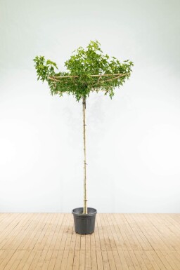 Liquidambar styraciflua 'Worplesdon' en plateau