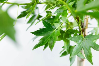 Liquidambar styraciflua 'Worplesdon' en plateau