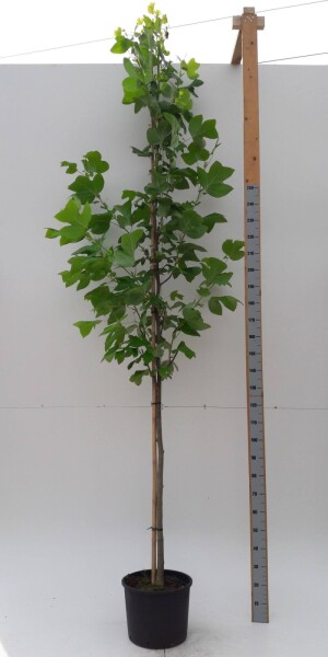 Liriodendron tulipifera haute-tige 10/12