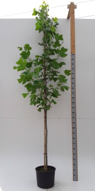 Liriodendron tulipifera haute-tige 10/12