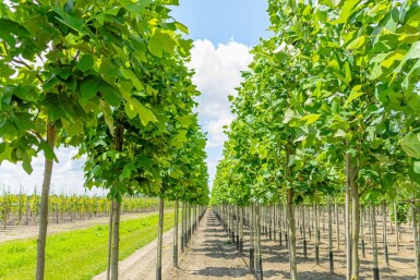 Liriodendron tulipifera haute-tige 10/12