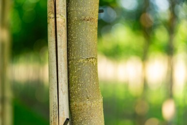 Liriodendron tulipifera haute-tige 10/12