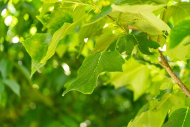 Liriodendron tulipifera haute-tige 10/12