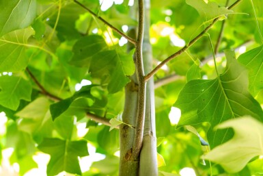 Liriodendron tulipifera haute-tige 10/12