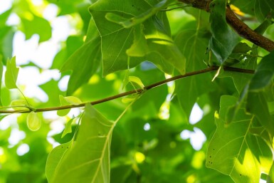 Liriodendron tulipifera haute-tige 10/12