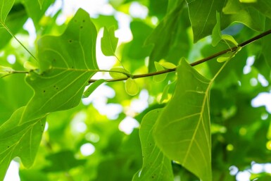 Liriodendron tulipifera haute-tige 10/12