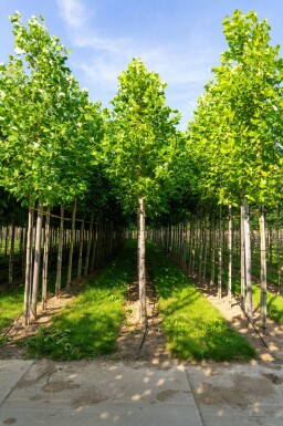 Liriodendron tulipifera haute-tige 10/12