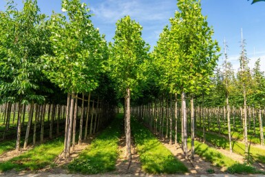 Liriodendron tulipifera haute-tige 10/12