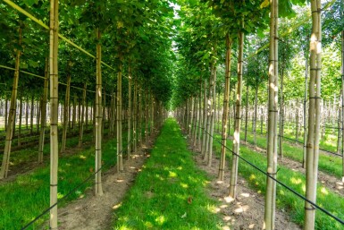 Liriodendron tulipifera haute-tige 10/12
