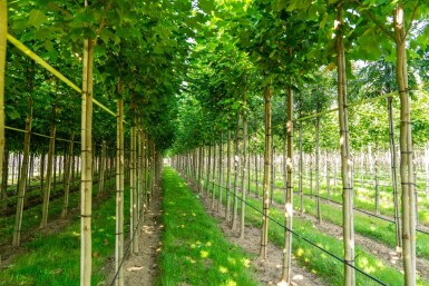 Liriodendron tulipifera haute-tige 10/12