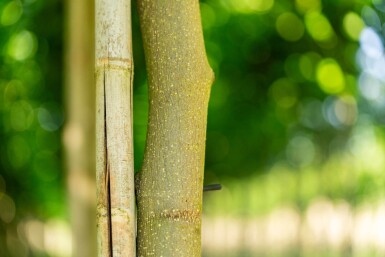 Liriodendron tulipifera haute-tige 10/12