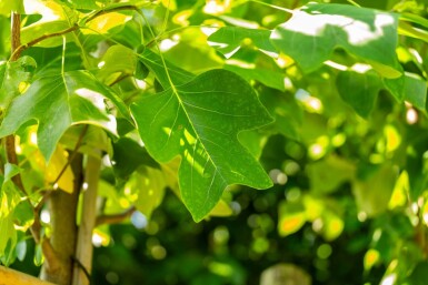 Liriodendron tulipifera haute-tige 10/12