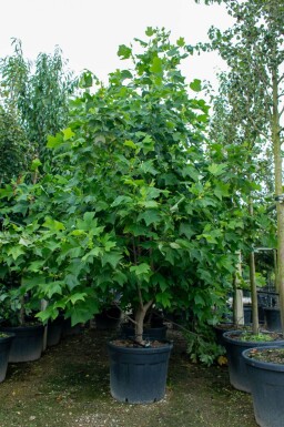 Liriodendron tulipifera cépée