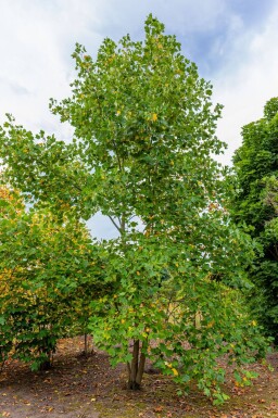 Liriodendron tulipifera cépée