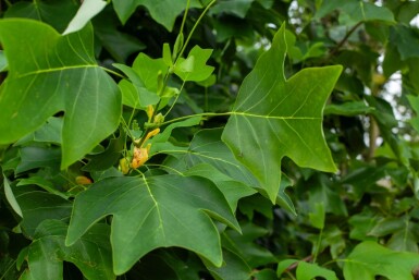 Liriodendron tulipifera cépée