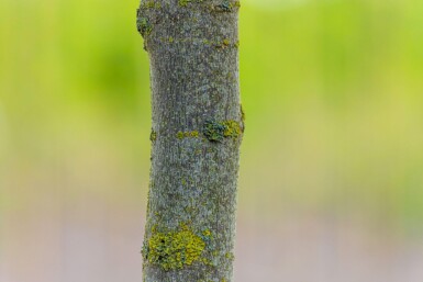Liriodendron tulipifera cépée