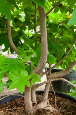 Liriodendron tulipifera cépée