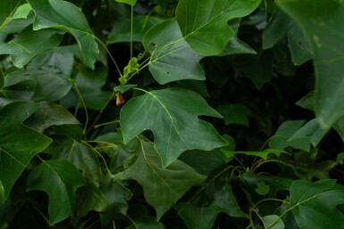 Liriodendron tulipifera cépée