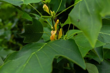 Liriodendron tulipifera cépée