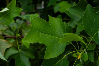 Liriodendron tulipifera cépée