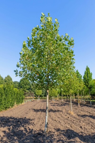 Liriodendron tulipifera 'Aureomarginatum' haute-tige