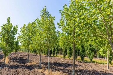 Liriodendron tulipifera 'Aureomarginatum' haute-tige