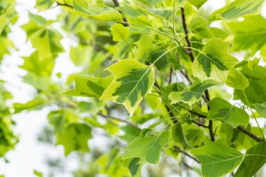 Liriodendron tulipifera 'Aureomarginatum' haute-tige