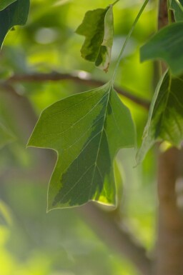 Liriodendron tulipifera 'Aureomarginatum' haute-tige