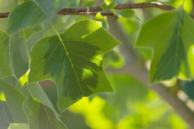 Liriodendron tulipifera 'Aureomarginatum' haute-tige