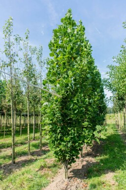 Liriodendron tulipifera 'Fastigiatum' haute-tige 18/20