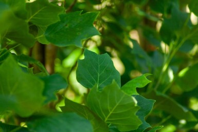 Liriodendron tulipifera 'Fastigiatum' haute-tige 18/20