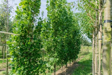 Liriodendron tulipifera 'Fastigiatum' haute-tige 18/20