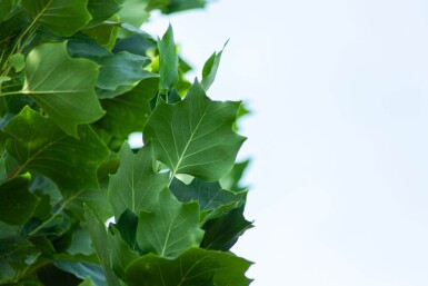 Liriodendron tulipifera 'Fastigiatum' haute-tige 18/20