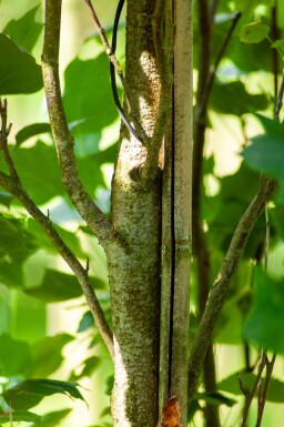 Liriodendron tulipifera 'Fastigiatum' haute-tige 18/20