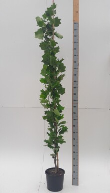 Liriodendron tulipifera 'Fastigiatum' baliveau
