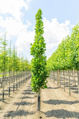 Liriodendron tulipifera 'Fastigiatum' baliveau
