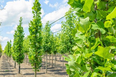 Liriodendron tulipifera 'Fastigiatum' baliveau