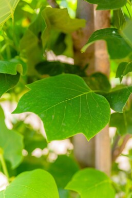 Liriodendron tulipifera 'Fastigiatum' baliveau